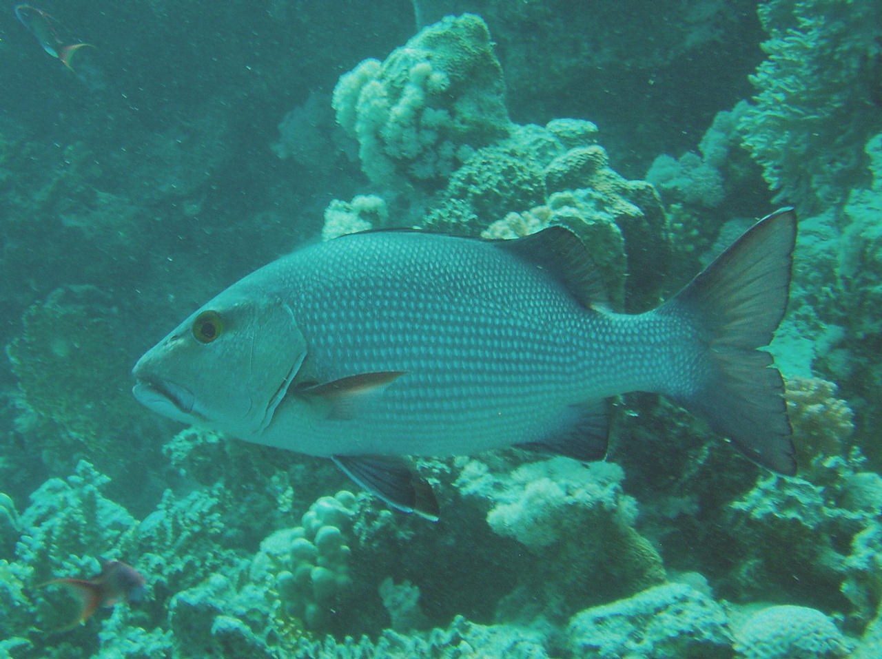 Lutjanus gibbus (Azzannatore gobbo)